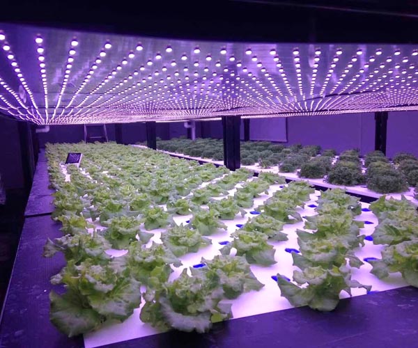 植物生長燈